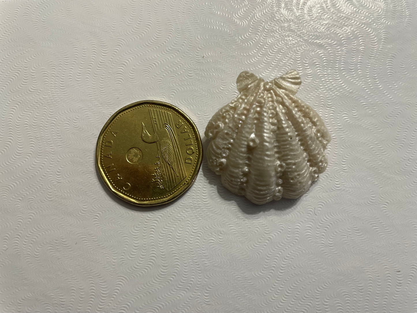 Broche Coquillage en Résine Texturé