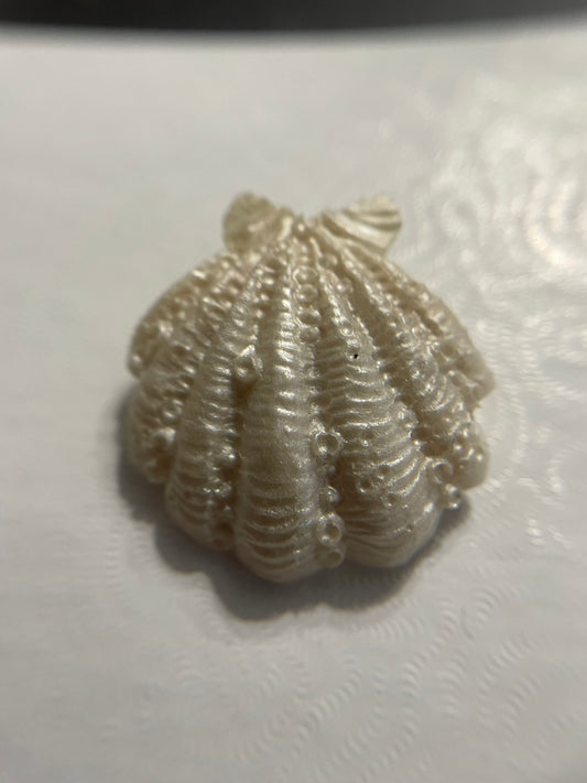 Broche Coquillage en Résine Texturé